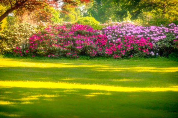 massif fleuri