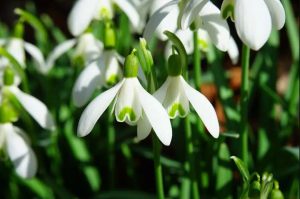 perce-neige blanc