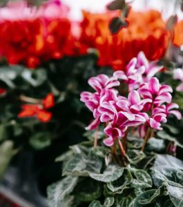 cyclamen coum rose et blanc