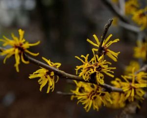 L'hamamélis en fleurs