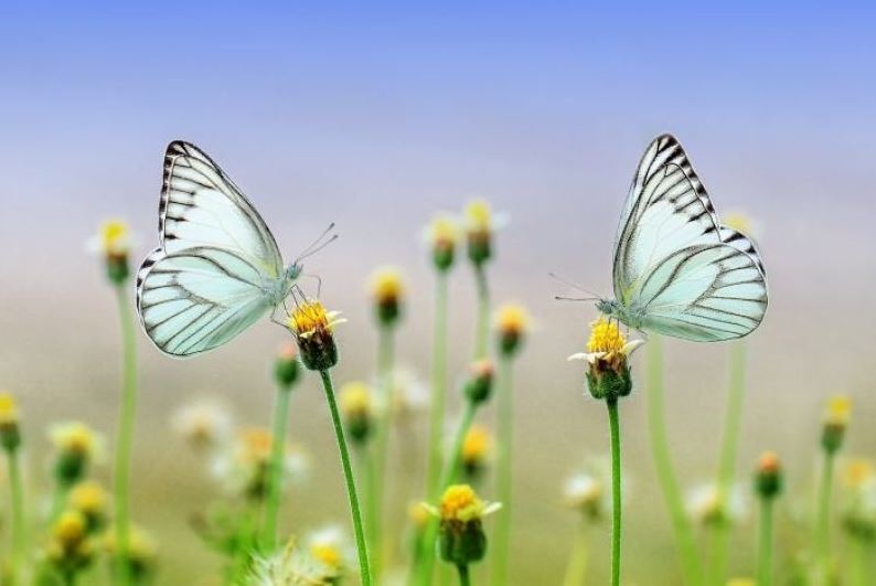 Comment créer un jardin zéro pesticide ?