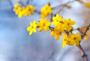 jasmin d'hiver jaune
