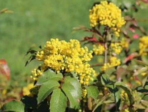 le mahonia exotique jaune