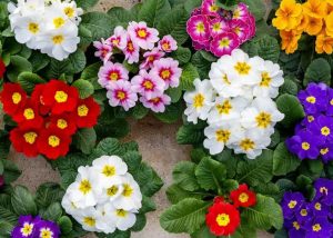 primevères multicolores