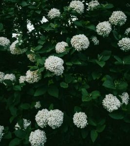 la viorne et ses fleurs boules de neige