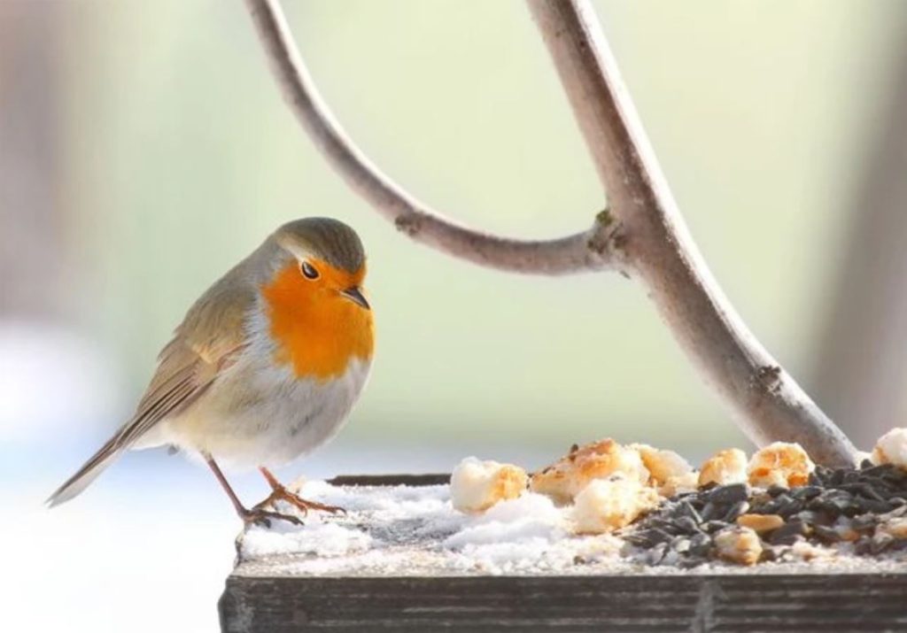 nourrir les oiseaux durant l'hiver