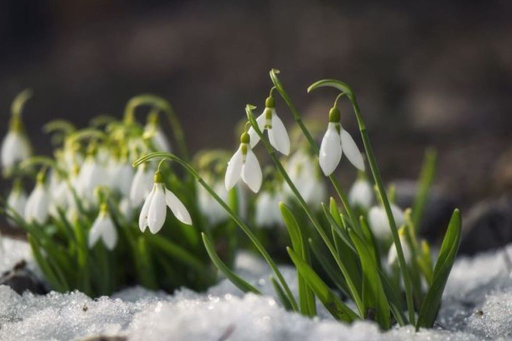 fleurs d'hiver sous la neige perce-neige