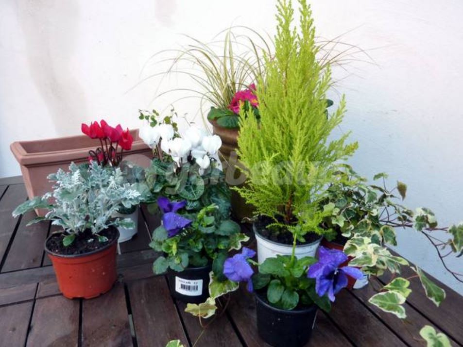 plantes en pot